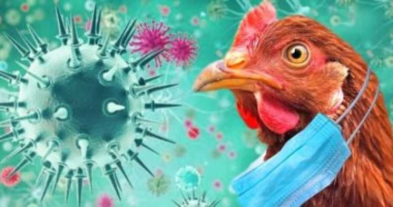 خبير فيروسات بريطاني: مصر نجحت فى حملاتها لتطعيم الدواجن ضد أنفلونزا الطيور