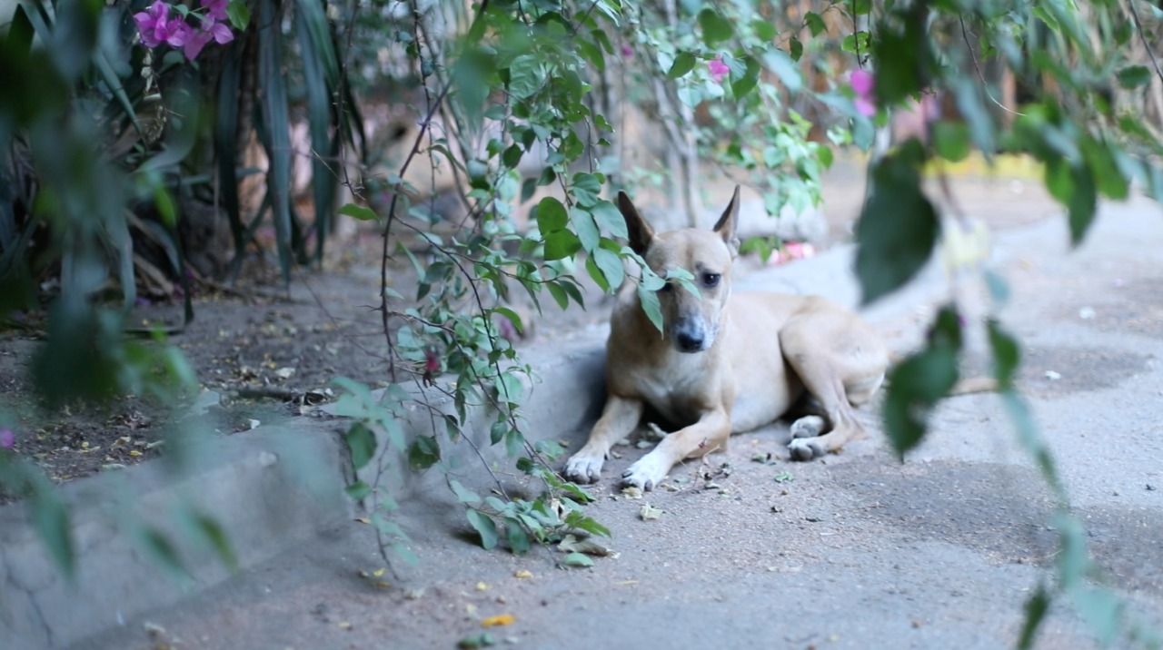 فندق للكلاب والقطط في قلب المعادي pets are people too