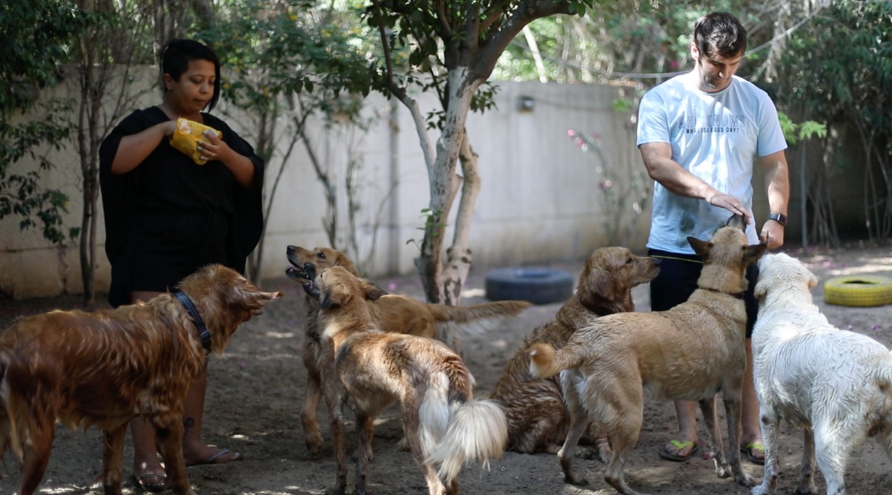 فندق للكلاب والقطط في قلب المعادي pets are people too 